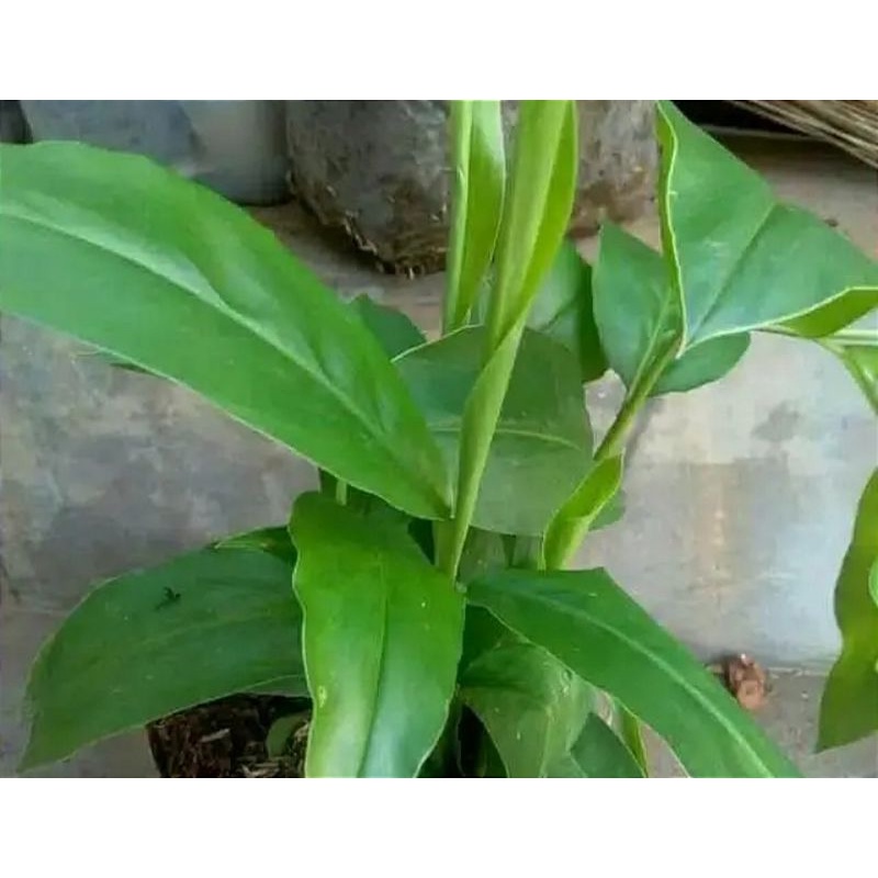 tanaman lengkuas/bibit tanaman lengkuas