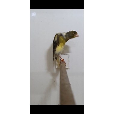 Betina BB aob 22 produksi dan ys foi 21 siap produk