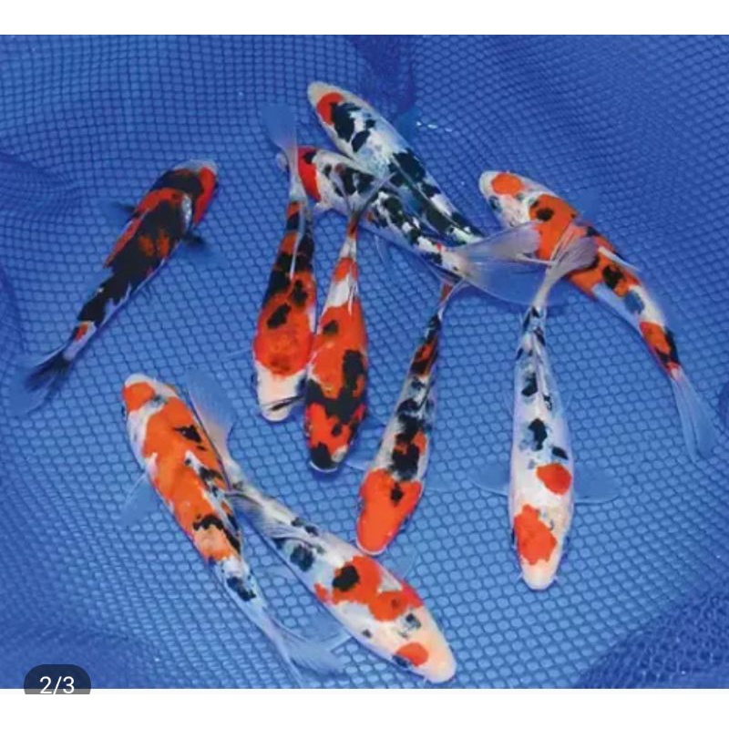 paket 5 ekor koi mix Blitar 5/8 cm