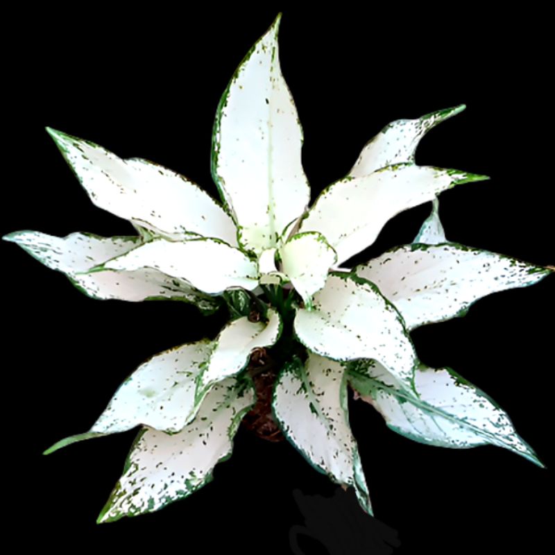 Aglonema Siam Paragon