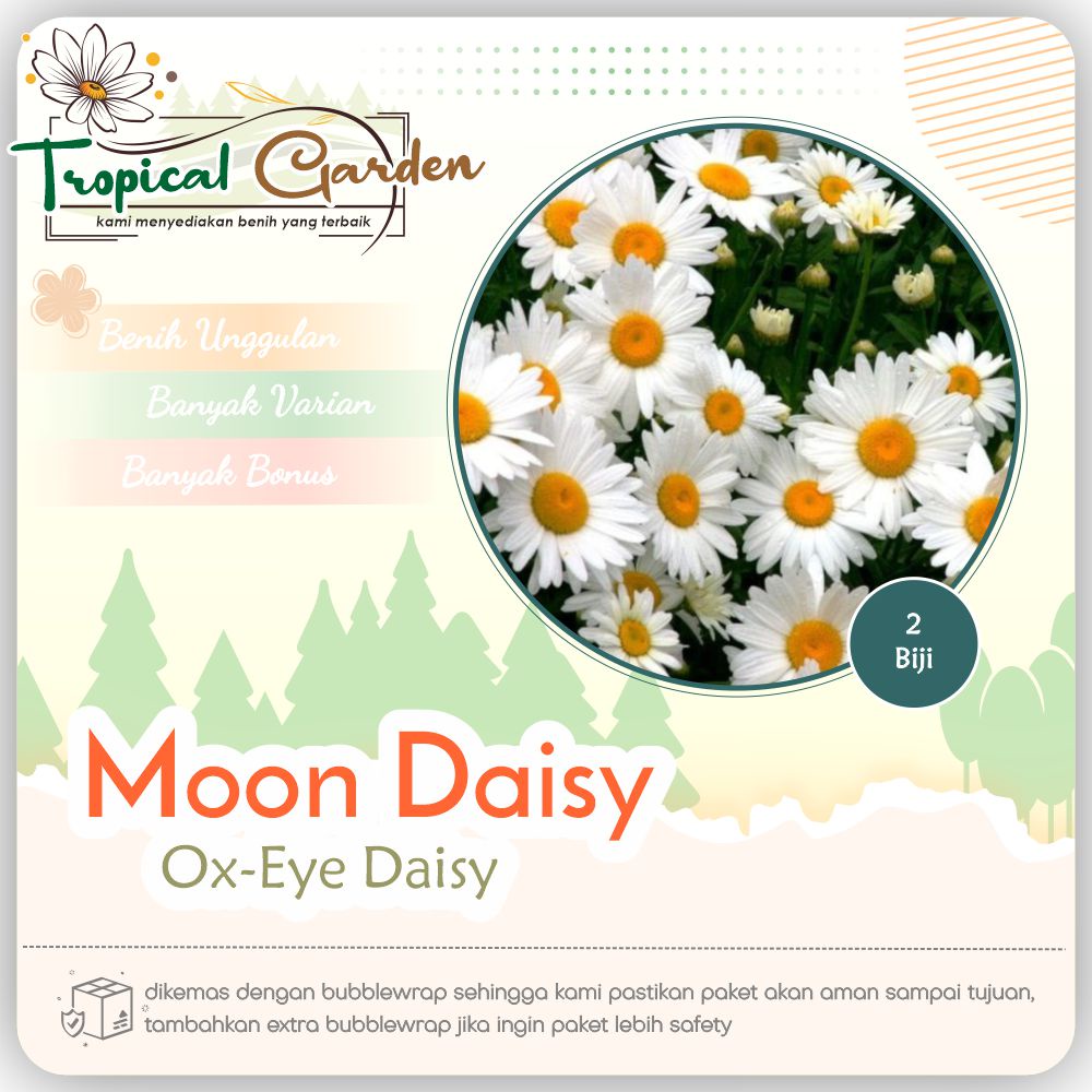 ✿ Tropical Garden ✿  Benih Bunga Chrysanthemum Ox Eye Daisy Moon Daisy COD ✅