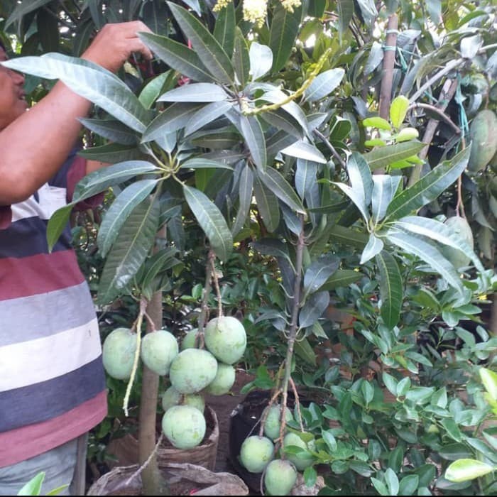 TANAMAN BUAH MANGGA GEDONG GINCU SUDAH BERBUAH