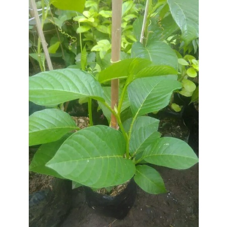 BIBIY POHON BUAH ERBIS