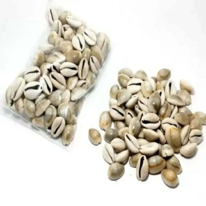 Biji Congklak Kerang Asli Ukuran Sedang 100 gram