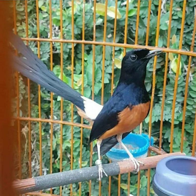 Murai batu Medan Gacoran + ring prospek calon juara ekor 20 cm