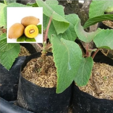 Bibit Tanaman Buah Kiwi Okulasi Cangkok Unggul