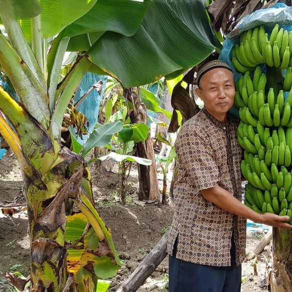 RESTOCK* BIBIT TANAMAN BUAH PISANG GIANT CAVENDISH - BELI 3 GRATIS 1 MM