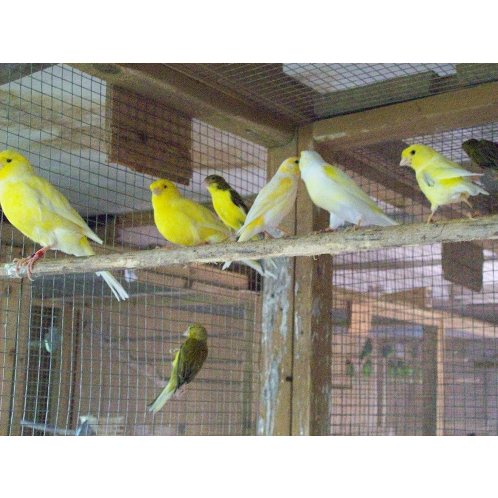 Burung Kenari bahan Cerah