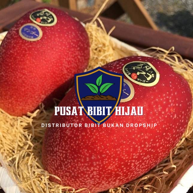 Jual Bibit Buah Tanaman Mangga Miyazaki Asli Jepang Shopee Indonesia