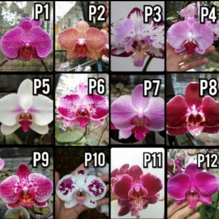 Terlaris Anggrek Bulan Spike Siap Berbunga - Anggrek Bulan Spike/Knop - Anggrek