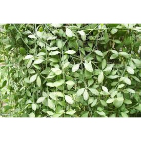 Tanaman Hias Dischidia Green