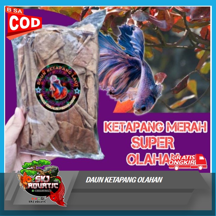 Jual Daun Ketapang Laut Kering Olahan Shopee Indonesia