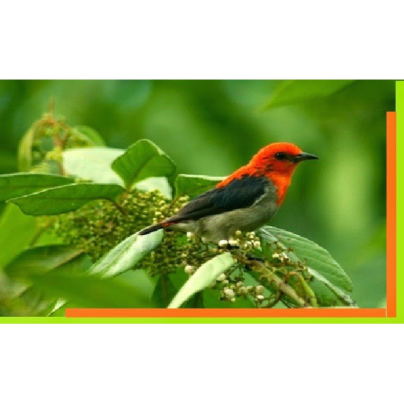 Burung Kemade Keres Jantan Pilihan