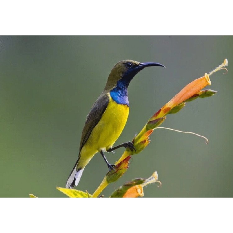 Burung Sogon Metalic bahan