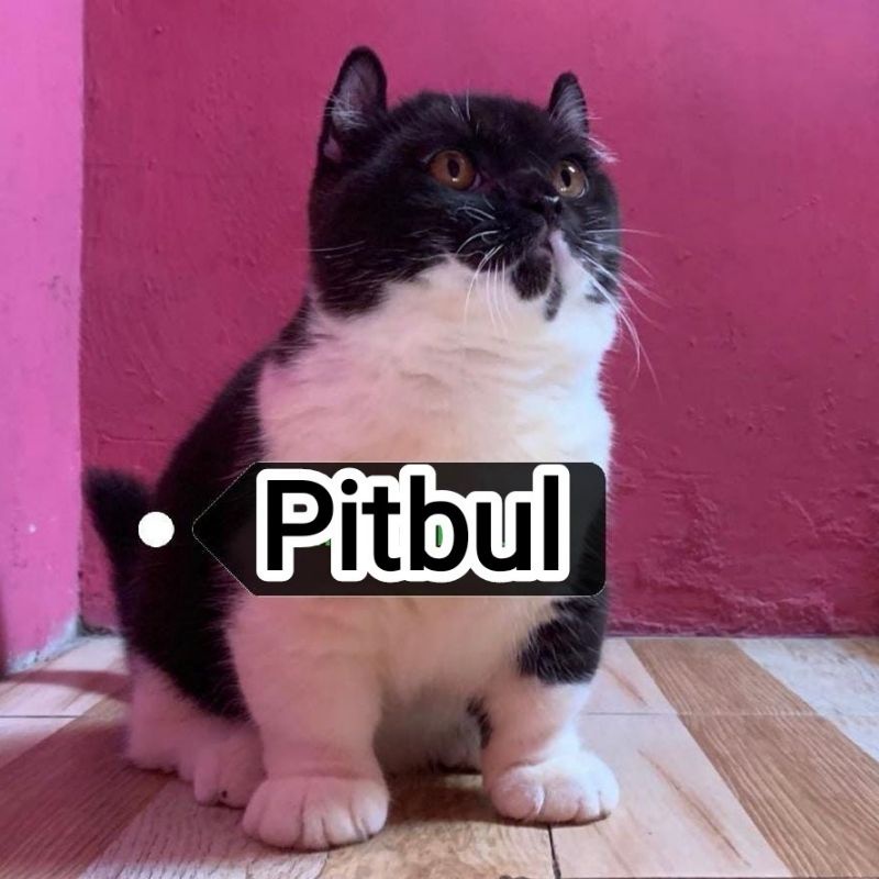 Kucing Munchkin Bsh Kinkalow