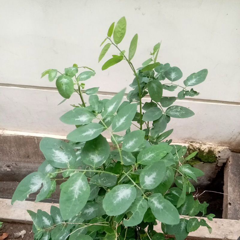 

Air Rebusan Daun Katuk