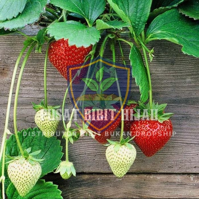Bibit Strawberry Earlybrite Buah Segar dan Manis