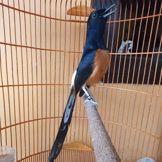 Best Seller Murai Batu Jantan Kaki Hitam Trah Prestasi Ring Apbn