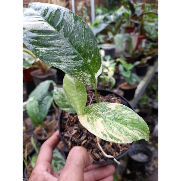 RAPHIDOPORA PUBERULA VARIGATA