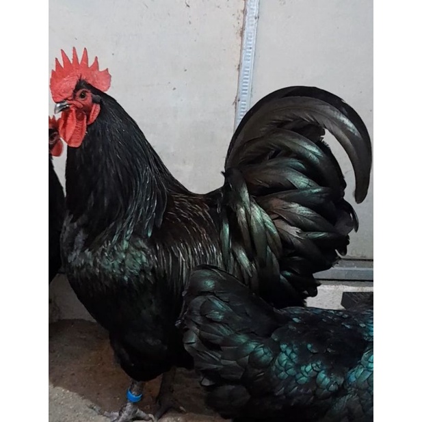 TelorBlackAustralorp