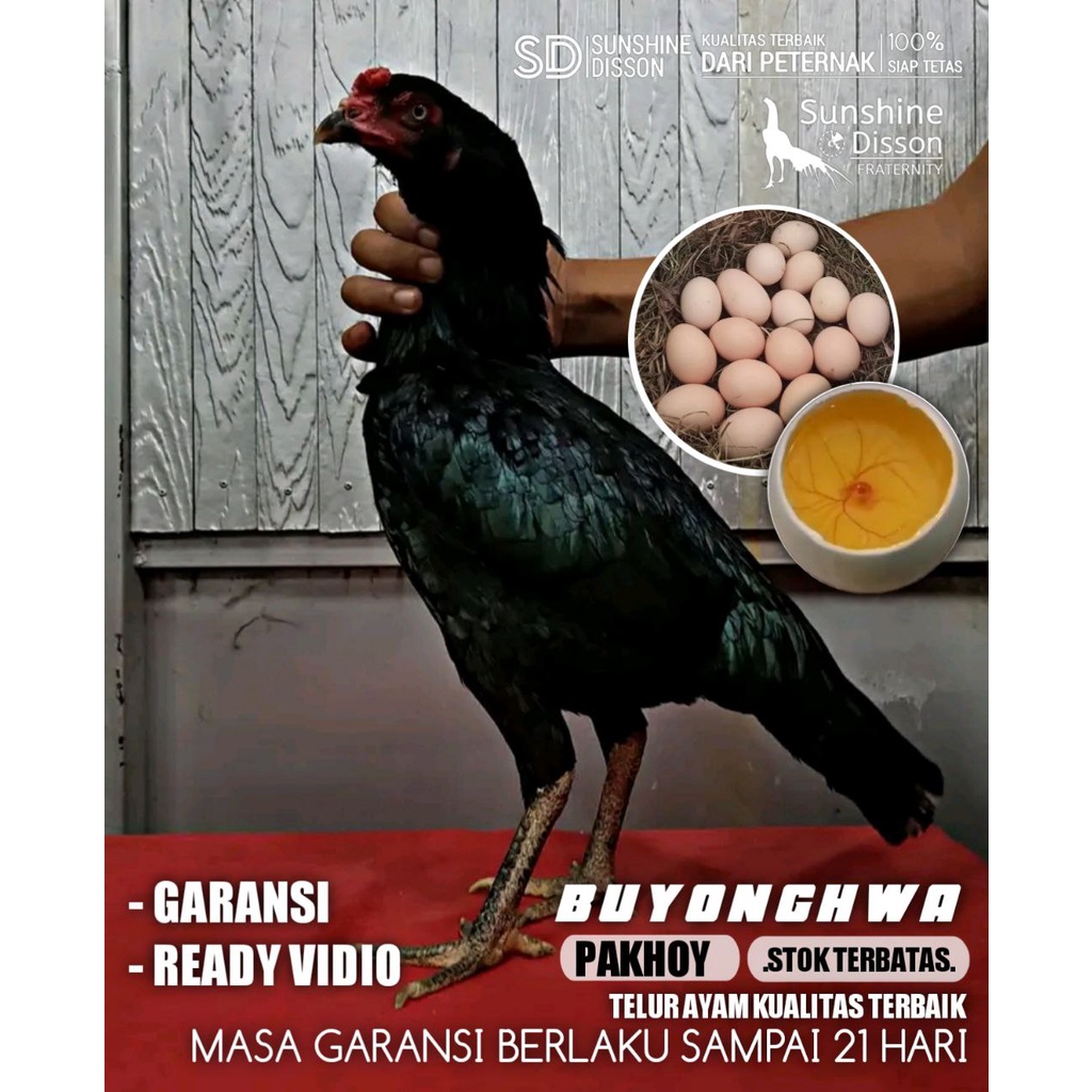 ayam bangkok babon pakhoy induk betina telur tetas asli buyonghwa