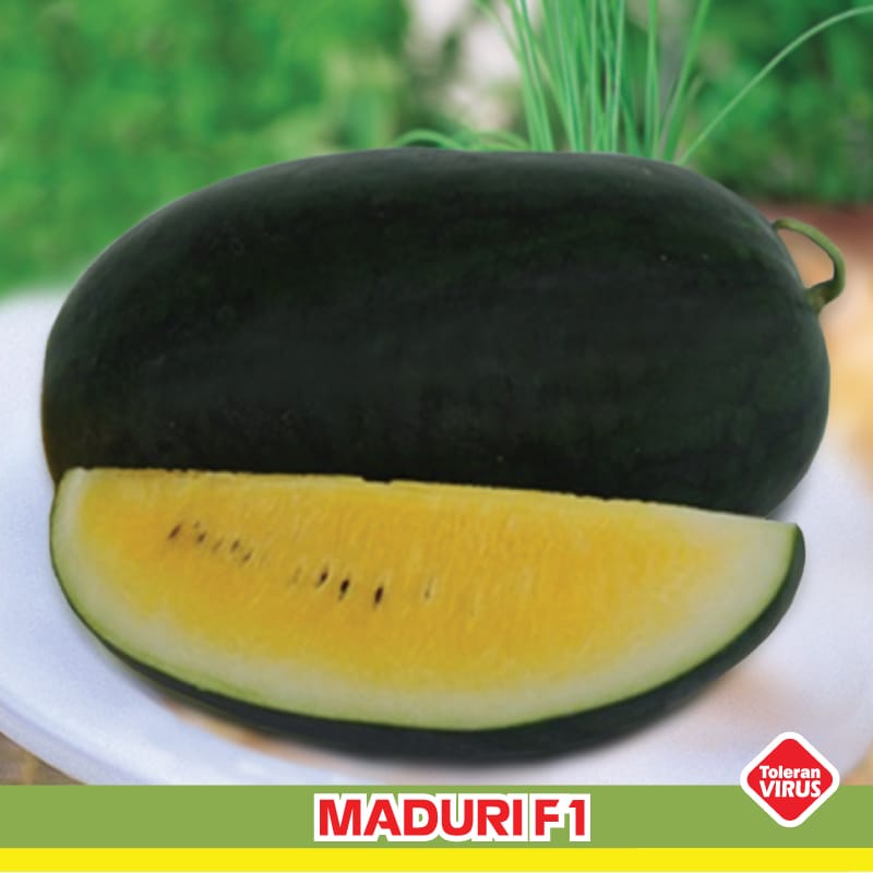 3 Benih/bibit Semangka Maduri Repacking (Bintang Asia)