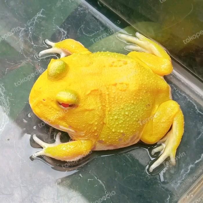 pacman frog / pacman pikachu