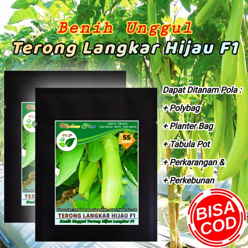 BENIH TERONG LANGKAR HIJAU F1