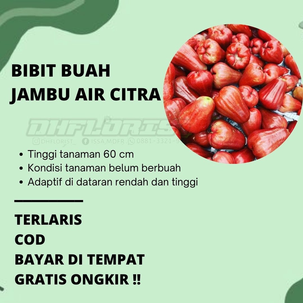 Jambu air citra jumbo