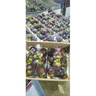 

Manggis Cherry packing 500 gram