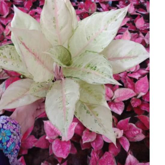 ◙ Aglaonema Frozen ♕