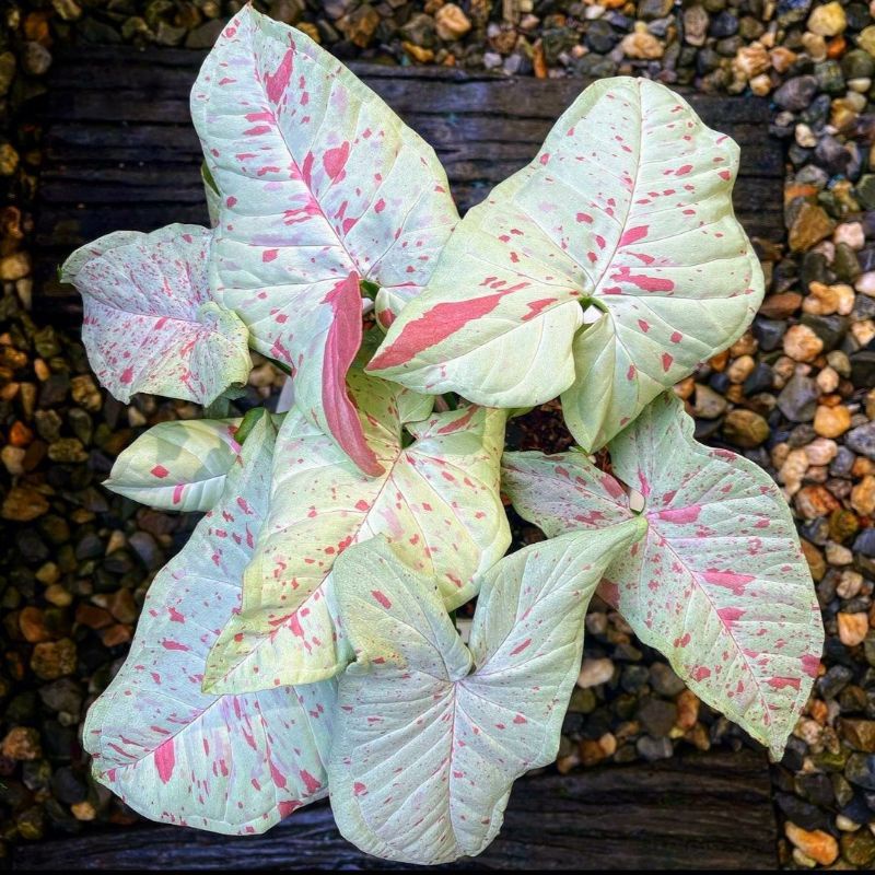 Syngonium Milk Confetti