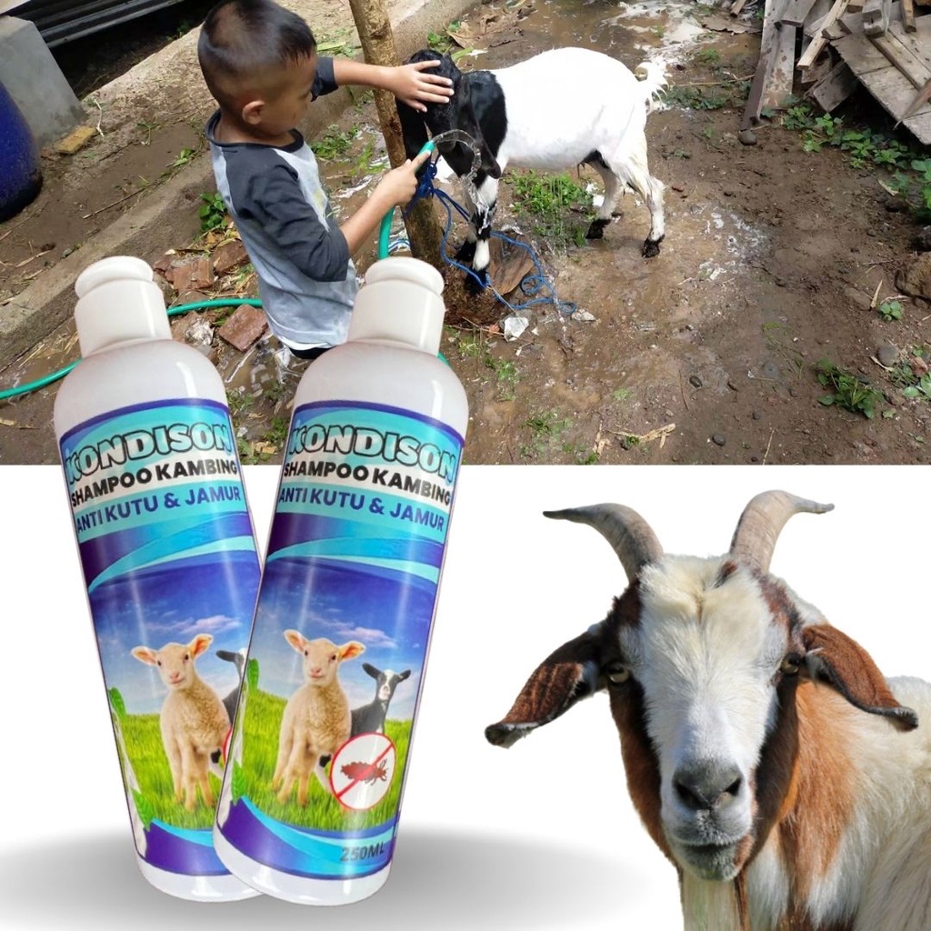 Shampo Sampo Anti kutu Jamur Tungau Gurem Pada Sapi Dan Kambing kerbau Domba FEZONE