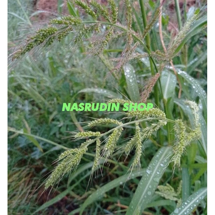 

[Fresh] BIBIT RUMPUT LUMBUNG ECHINOCHLOA CRUS-GALLI / RUMPUT JAJAGOAN PERPOHON