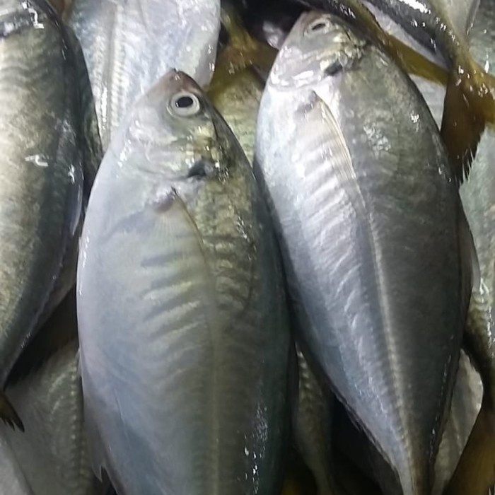 

IKAN KUE MALAM (GAMBRET) 1KG