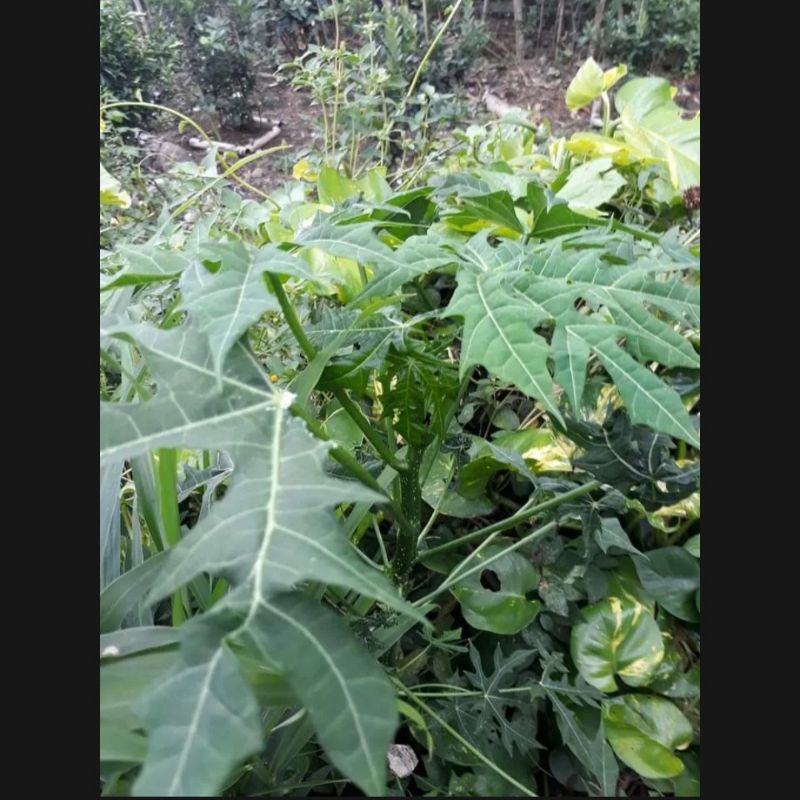 

500 GRAM DAUN SINGKONG PEPAYA JEPANG