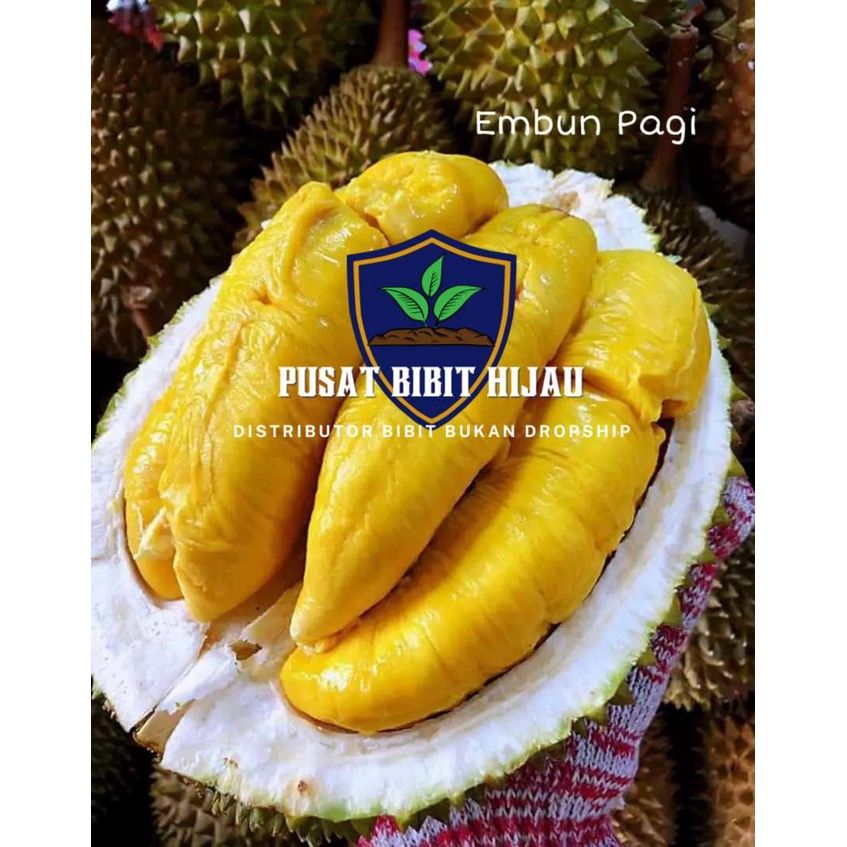 Bibit Durian Udang Merah Kaki 3 Super Unggul Promo Genjah