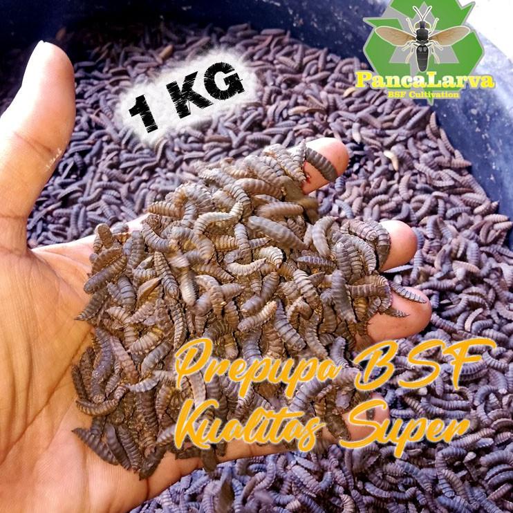 [ART. 784698] Prepupa Pupa Super Indukan Maggot BSF Bibit Maggot