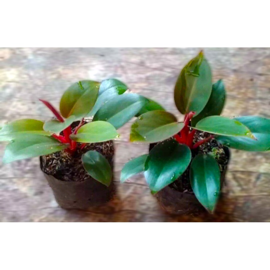 Philodendron Red Congo Kongo Petite Philo Dwarf Tanaman Hias 0510