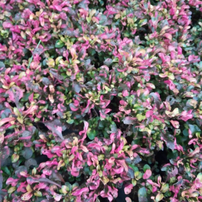 BIBIT KROKOT TOPYARI MERAH KROKOT MAWAR