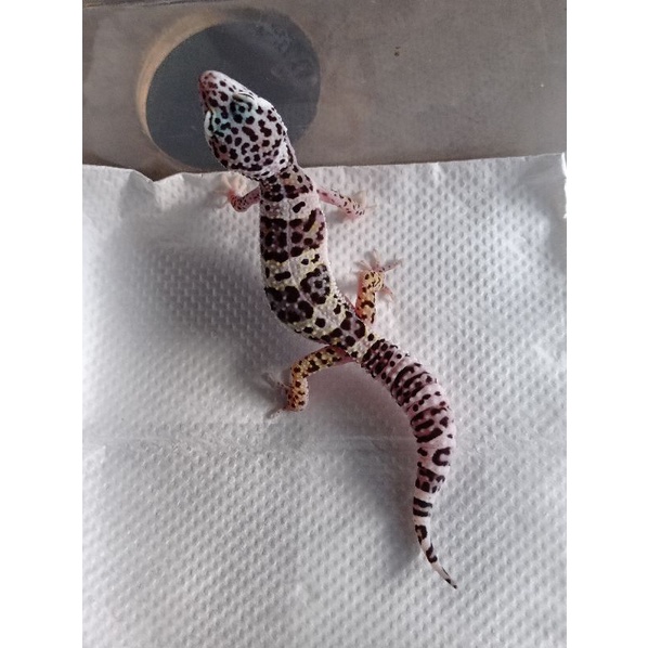 mainan leopard gecko macksnow