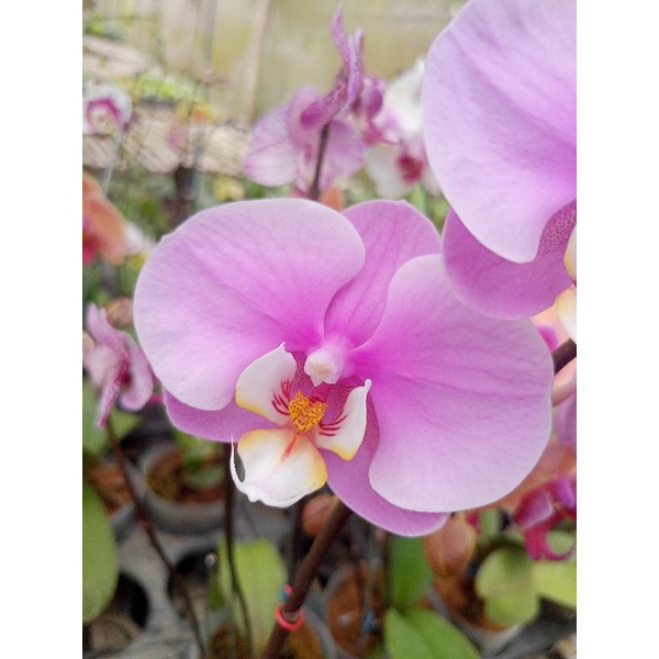 anggrek bulan grade B pink ungu muda phalaenopsis hybrid bunga medium kondisi knop mekar