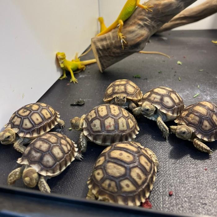 sulcata baby 6-7cm jinak murah meriah