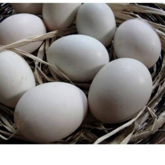 

➣ Telur SOANG per 1 Butir FRESH (Konsumsi) ★