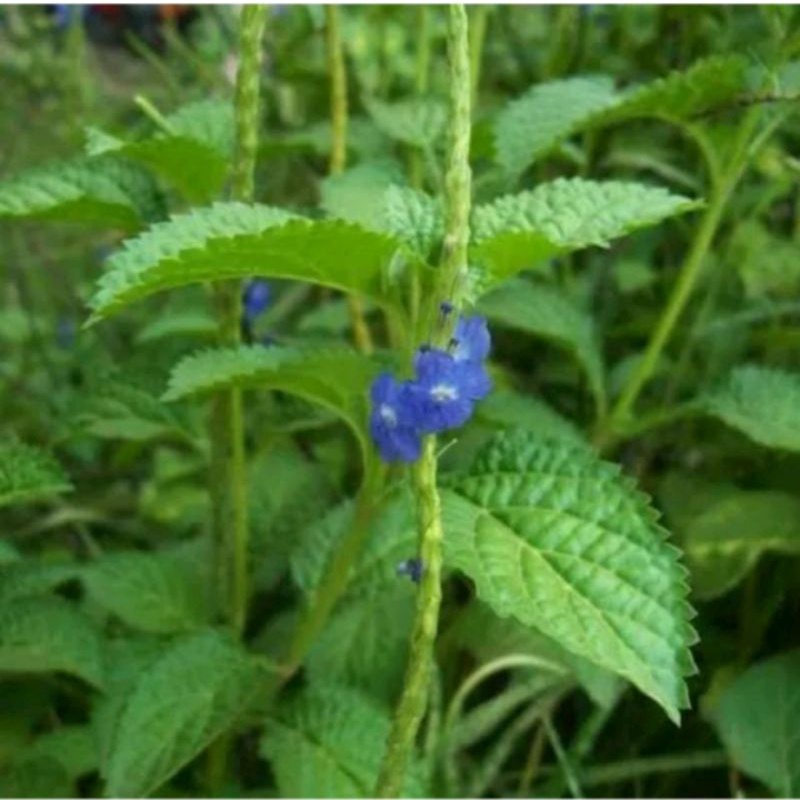 

promo daun pecut kuda/250g