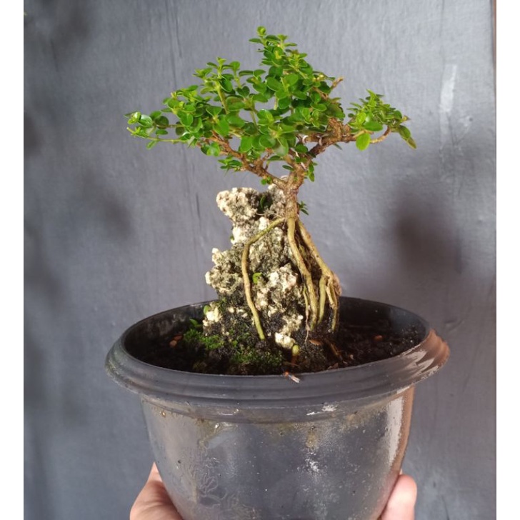 bonsai Sancang mame