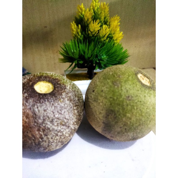 

Kawista,kuista,kwista,apel kayu harga per 1 kg
