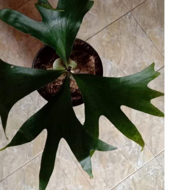 ❊ platycerium(kadaka..doa) ★