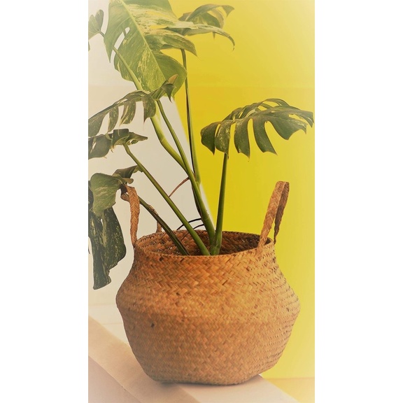 

Books Promo Purun Kendi Ukuran 30 Cm Isi 3