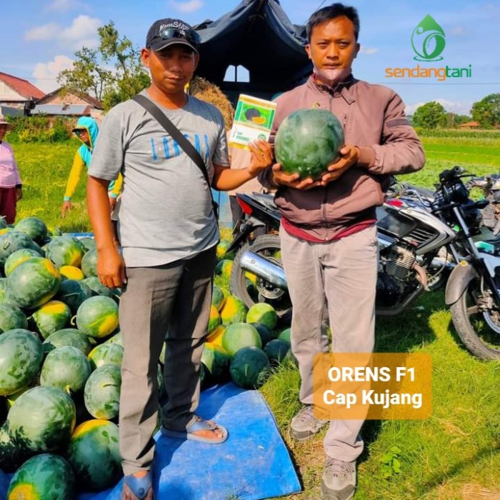 Semangka ORENS F1 20 gr Benih Semangka Black Orange Kuning Cap Kujang